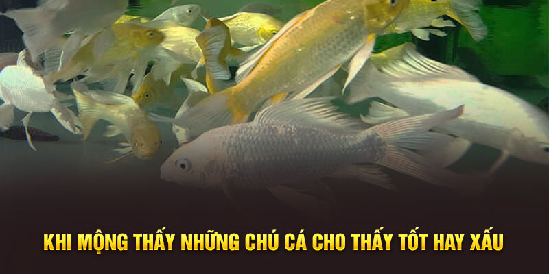 Khi mộng thấy những chú cá cho thấy tốt hay xấu