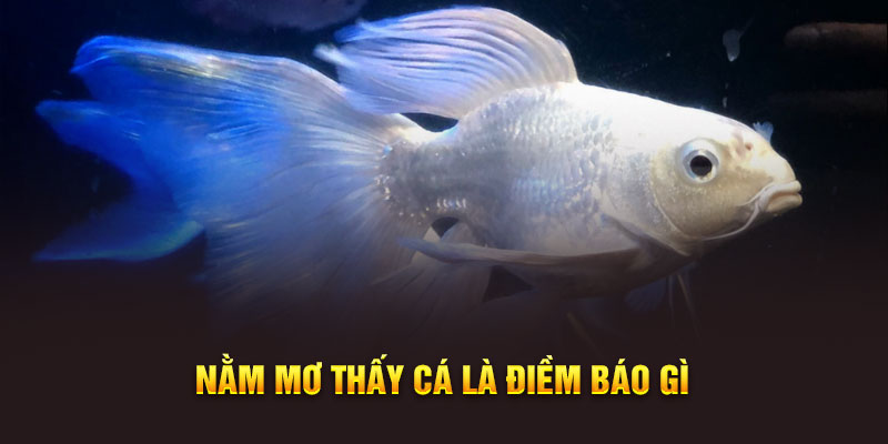 Nằm mơ thấy cá có điềm báo gì