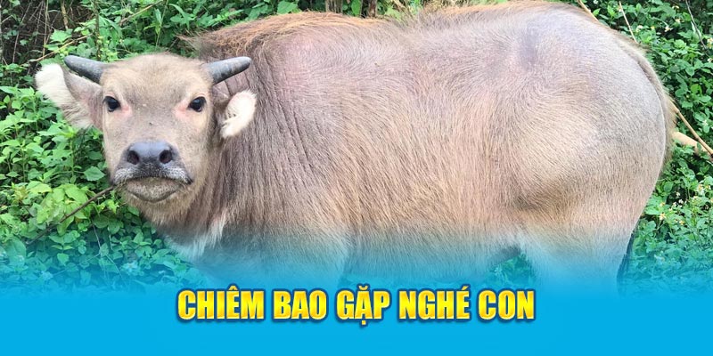 Chiêm bao gặp nghé con 