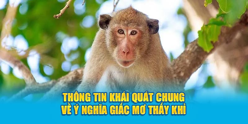 Thông tin khái quát chung về ý nghĩa giấc mơ thấy khỉ