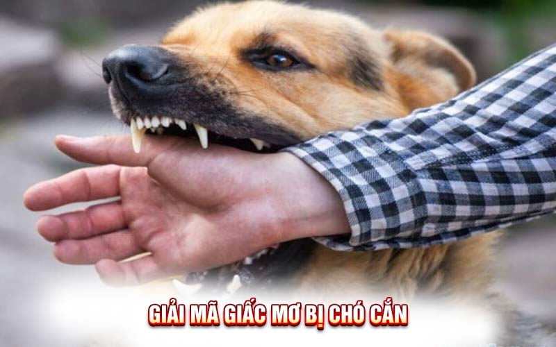 Mơ Bị Chó Cắn: Điềm Báo Gì Và Con Số May Mắn?