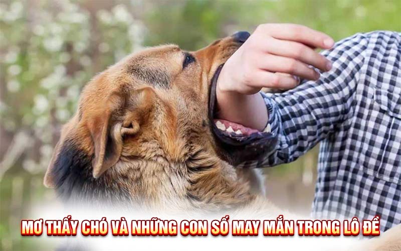 Mơ Bị Chó Cắn: Điềm Báo Gì Và Con Số May Mắn?